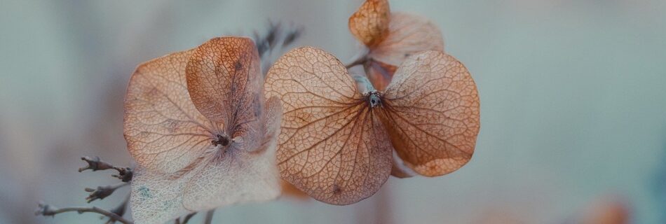 Petali delicati
