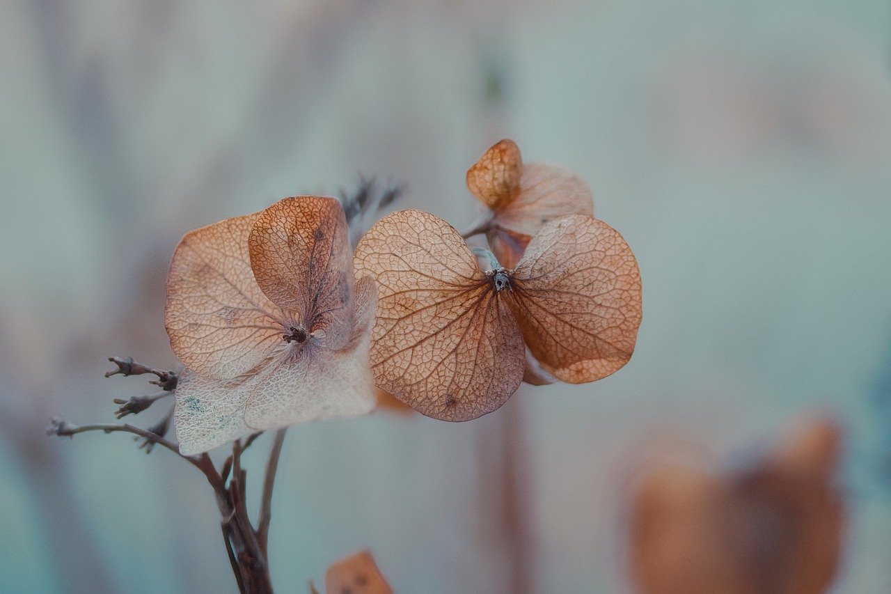 Petali delicati