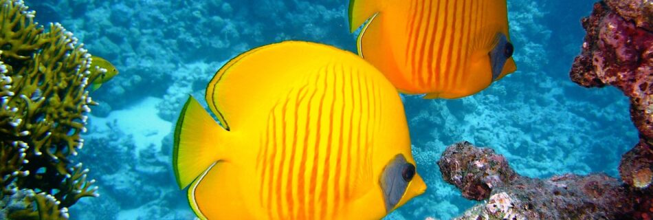 Acque tropicali