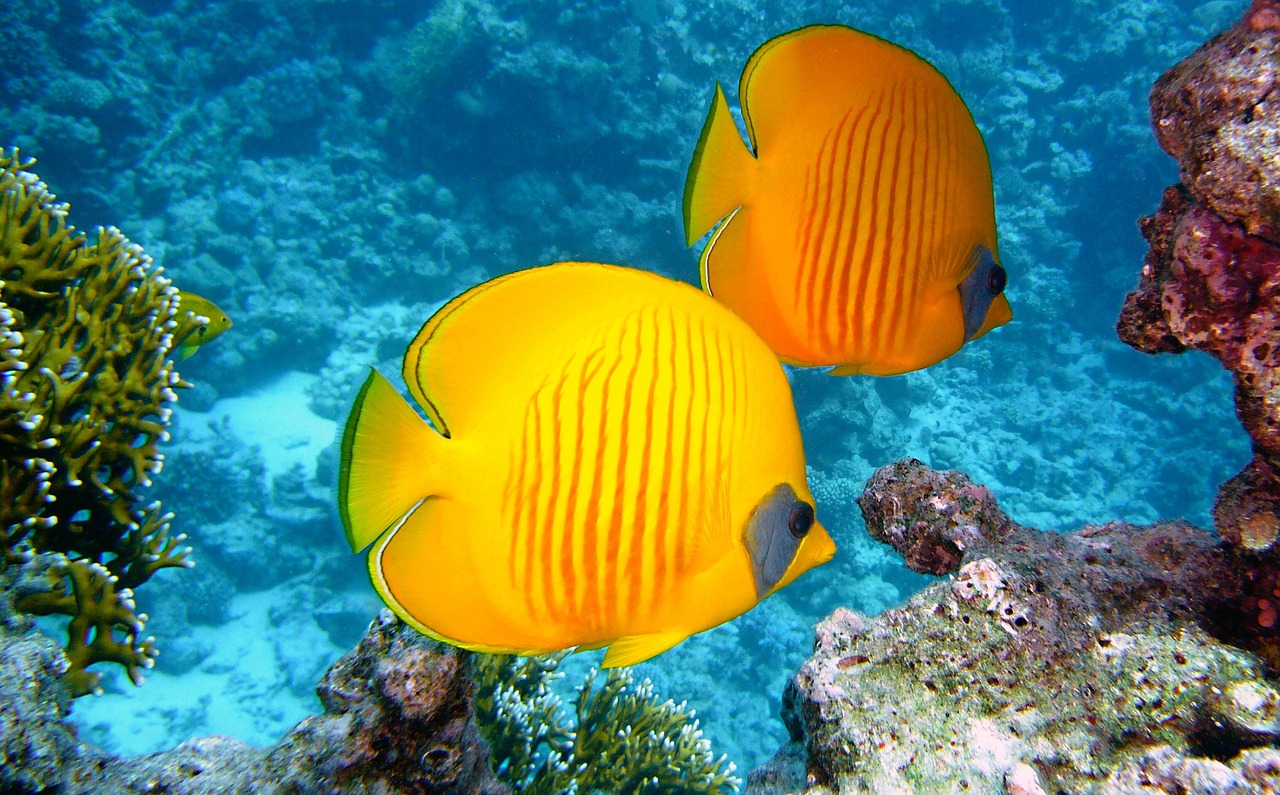 Acque tropicali