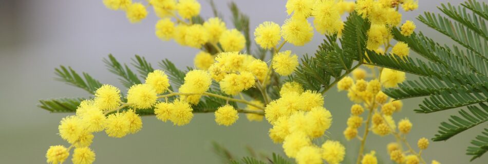 la mimosa, simbolo della lotta per la libertà delle donne