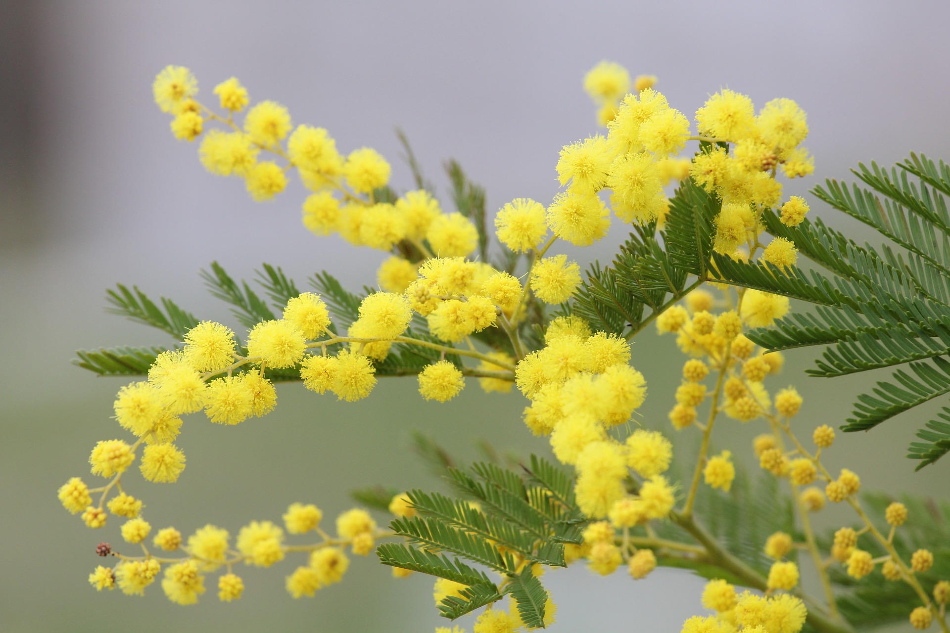 la mimosa, simbolo della lotta per la libertà delle donne