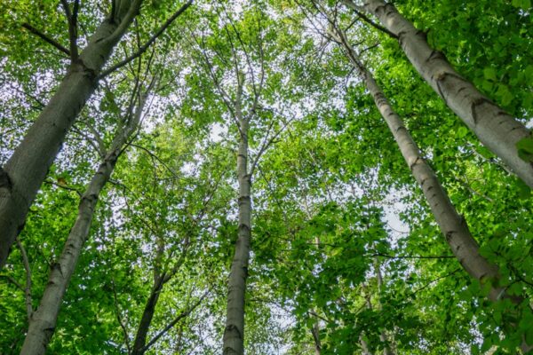 lush green canopy in wroclaw s forest