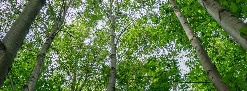 lush green canopy in wroclaw s forest