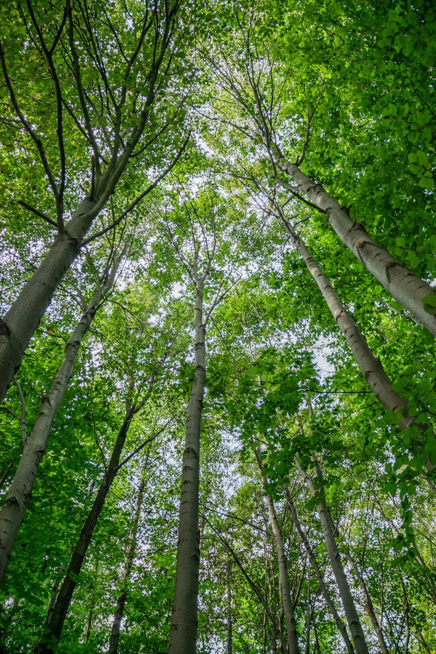 lush green canopy in wroclaw s forest